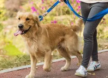 Çekmek için En İyi 10 Köpek Tasması – İncelemeler & En Çok Talep 2023