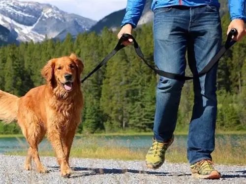 2023'te Çeken Köpekler İçin En İyi 10 Tasma – İncelemeler & En Çok Talep