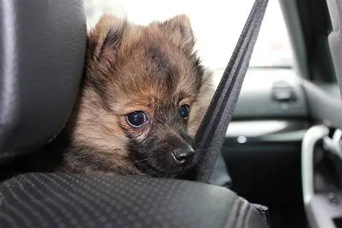 Chiot à l'intérieur d'une voiture