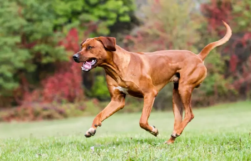 Perro Ridgeback de Rodesia corriendo sobre el césped