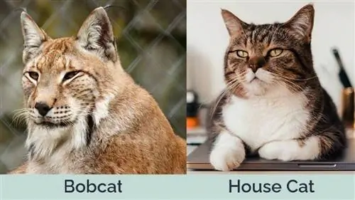 BobCatvsHouseCat_SidebySide