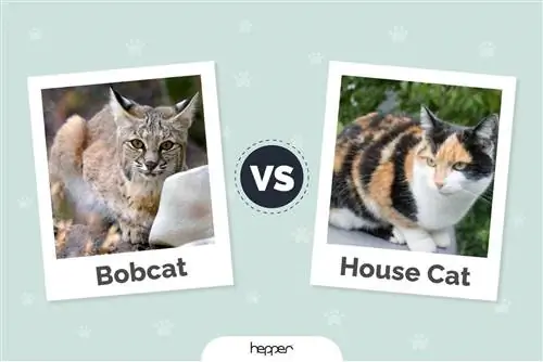 Bobcat vs House Cat – ความแตกต่างที่สำคัญ (พร้อมรูปภาพ)