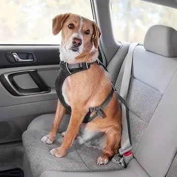 10 Pinakamahusay na Dog Car Harnesses noong 2023 – Mga Review & Mga Nangungunang Pinili