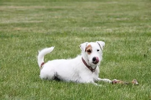 hund spiser kød fra ben