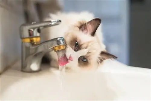 chaton ragdoll buvant de l'eau courante