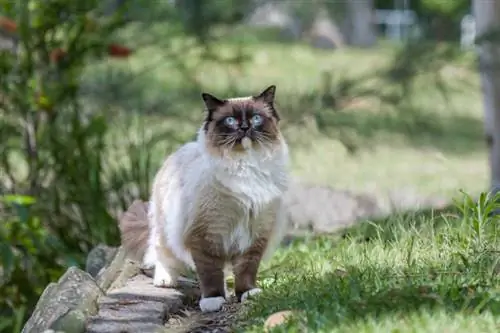 ragdoll-kat met blauwe ogen die buiten in de natuur staan