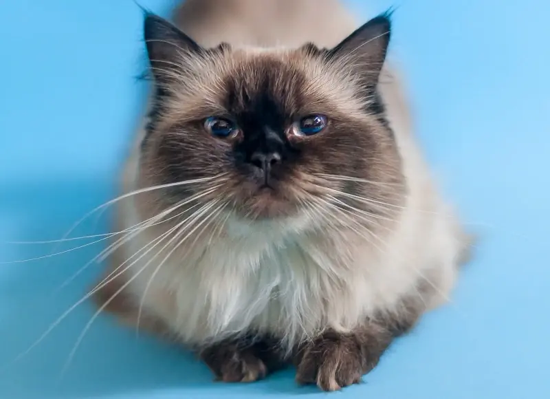 12 حقائق لا تصدق عن Ragdoll Cat لم تعرفها أبدًا