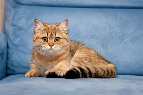 Goldene britische Kurzhaarkatze, die auf einem blauen Sofa liegt