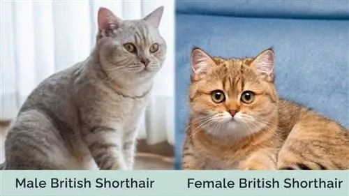 kucing british shorthair jantan vs betina berdampingan