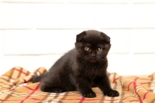 pisoi negru british shorthair asezat