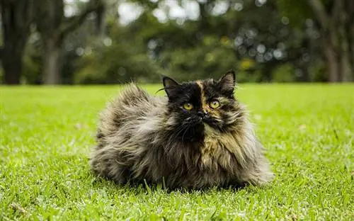 tortoiseshell persian cat sa damuhan