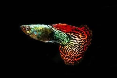 guppy elegante