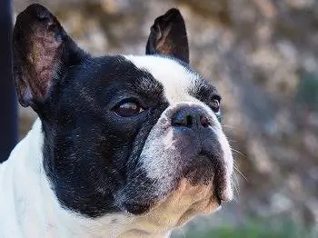 6 furçat më të mira për bulldogët francezë në 2023 – Shqyrtime & Guide