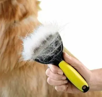 10 meilleures brosses pour chien pour la mue en 2023 – Avis & Guide