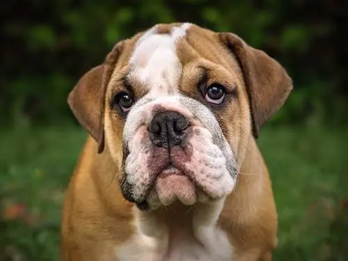 Collari Bulldog inglese