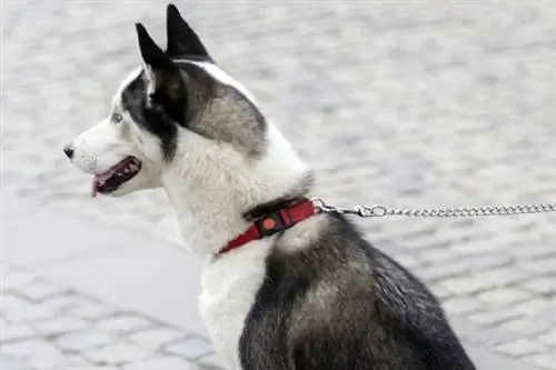 Collier Husky