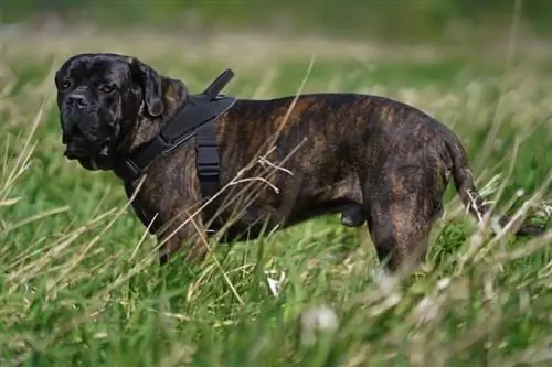 Tigrado Cane Corso em pé na grama