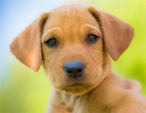 Dzeltenais labradora vizsla maisījums puppy_Jared Cook_shutterstock