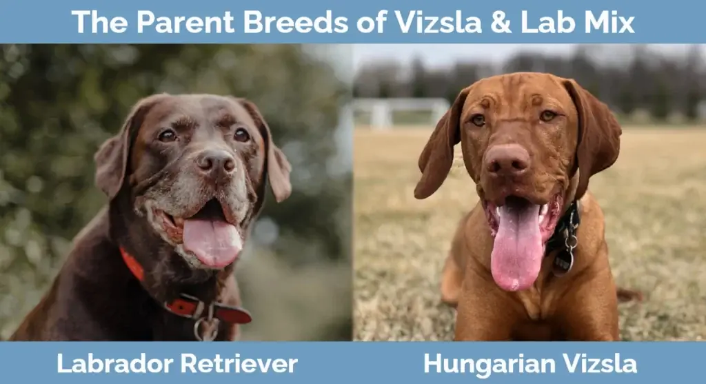 Föräldraraserna till Vizsla & Lab Mix