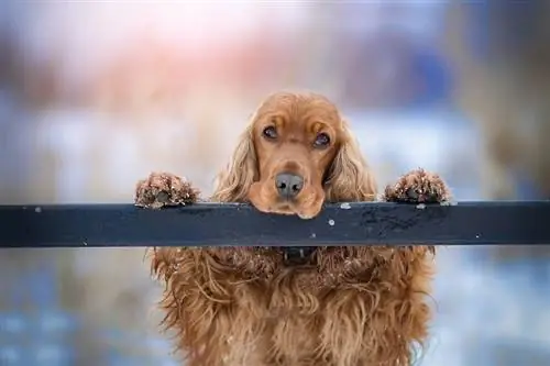 10 Cocker Spaniel Pros & Cons (ከማብራሪያ ጋር)