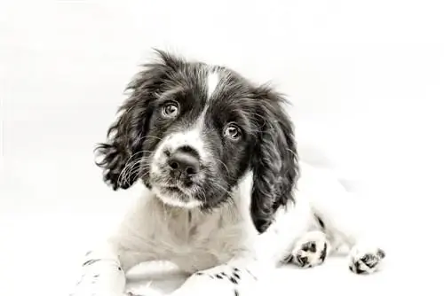 sprocker spaniel hondjie