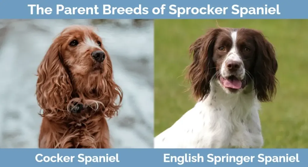 Родителските породи на Sprocker Spaniel