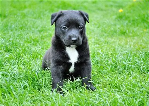 szczeniak rasy border collie pitbull