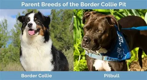 Razas progenitoras del Border Collie Pit