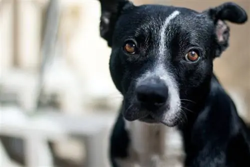 Border Collie Pit (Border Collie & Pitbull Mix): መረጃ፣ ሥዕሎች፣ እውነታዎች