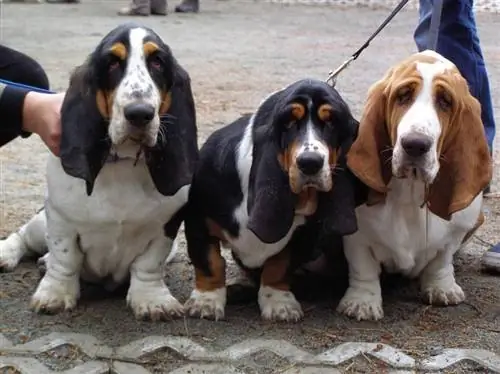 Basset Shepherd (mistura de Basset Hound e Pastor Alemão)