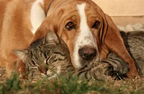 Basset Hound met 'n slapende kat