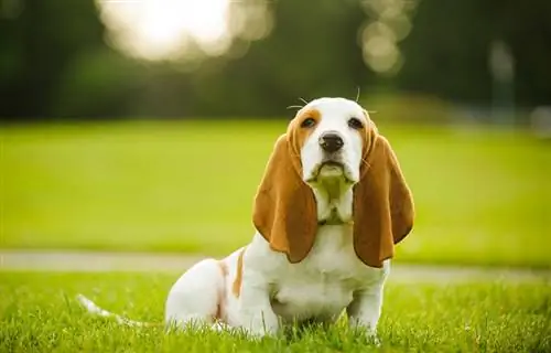 Basset hound puppy ameketi kwenye bustani