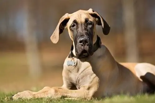 Dogue Alemão