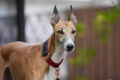 galgo