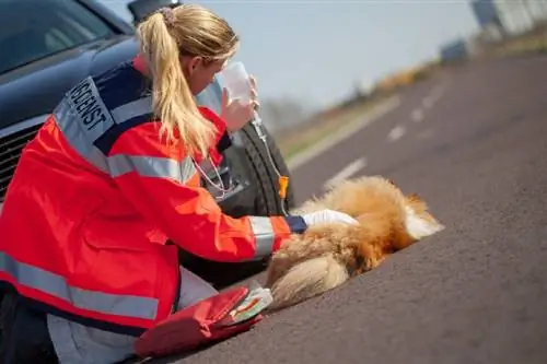 Podeu obtenir una assegurança per a mascotes després d'un accident? Què saber