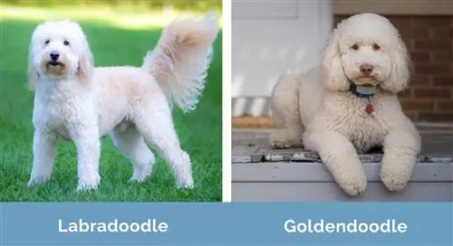 Labradoodle vs Goldendoodle δίπλα δίπλα