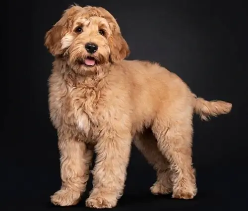 Labradoodle_shutterstock_Nynke van Holten