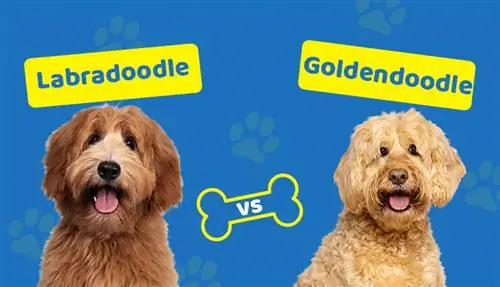 Labradoodle vs. Goldendoodle: Koja je razlika?