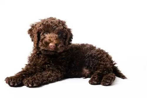 câine maro Labradoodle Mini Puppy