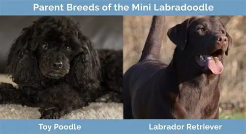 Rase parentale ale Mini Labradoodle