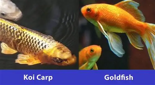 carpa koi vs pez dorado