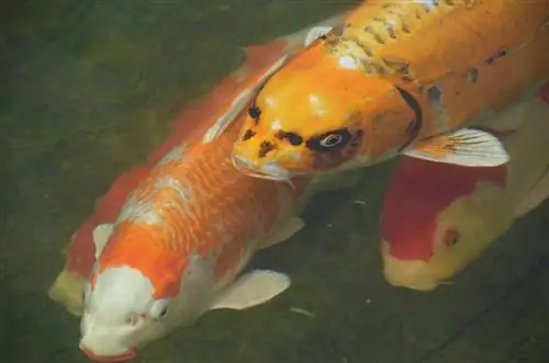 ryba koi