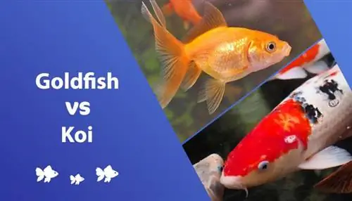 Koi vs Goldfish: 7 Qhov Tseem Ceeb Ntawm Qhov Sib Txawv & Qhia Taw Qhia (nrog duab)