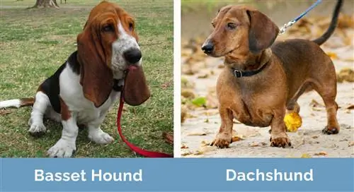 Basset Hound vs Dachshund uno al lado del otro