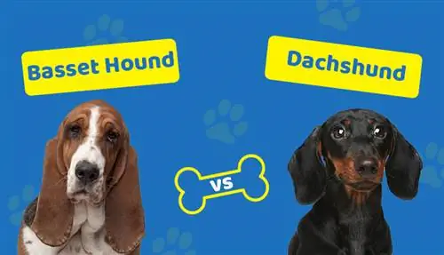 Basset Hound vs Worshond: Watter een is reg vir jou? (Met prente)