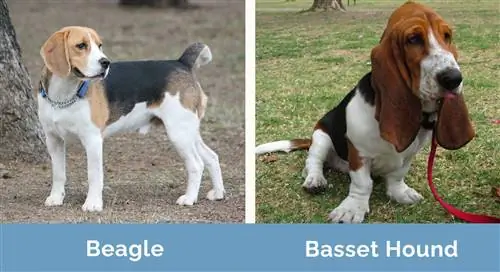 Beagle vs Basset Hound lado a lado