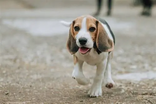 Beagle puppy, 3 buwang gulang_Zoran Kompar Photography_shutterstock