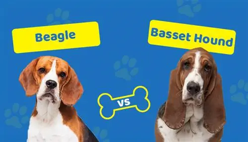 Beagle vs Basset Hound: Λεπτομερής σύγκριση (με εικόνες)