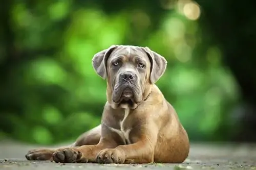 lindo cachorro cane corso acostado al aire libre