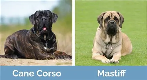 Cane Corso contro Mastino